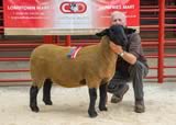 Reserve Champion lot 22 from Thornfleet sold for 600 gns